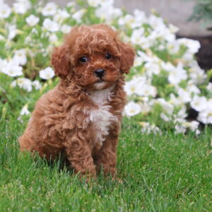 red toy poodle puppies