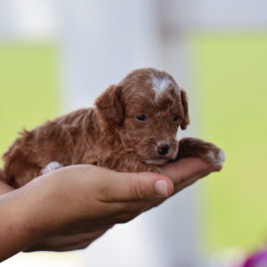 red toy poodles