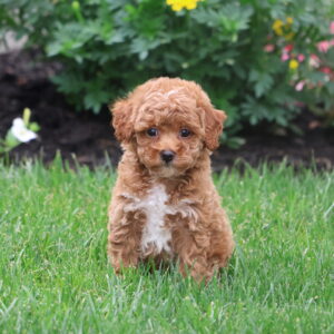 red toy poodles