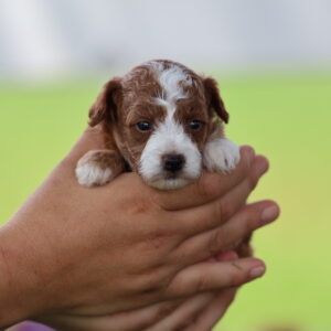 red toy poodles for sale