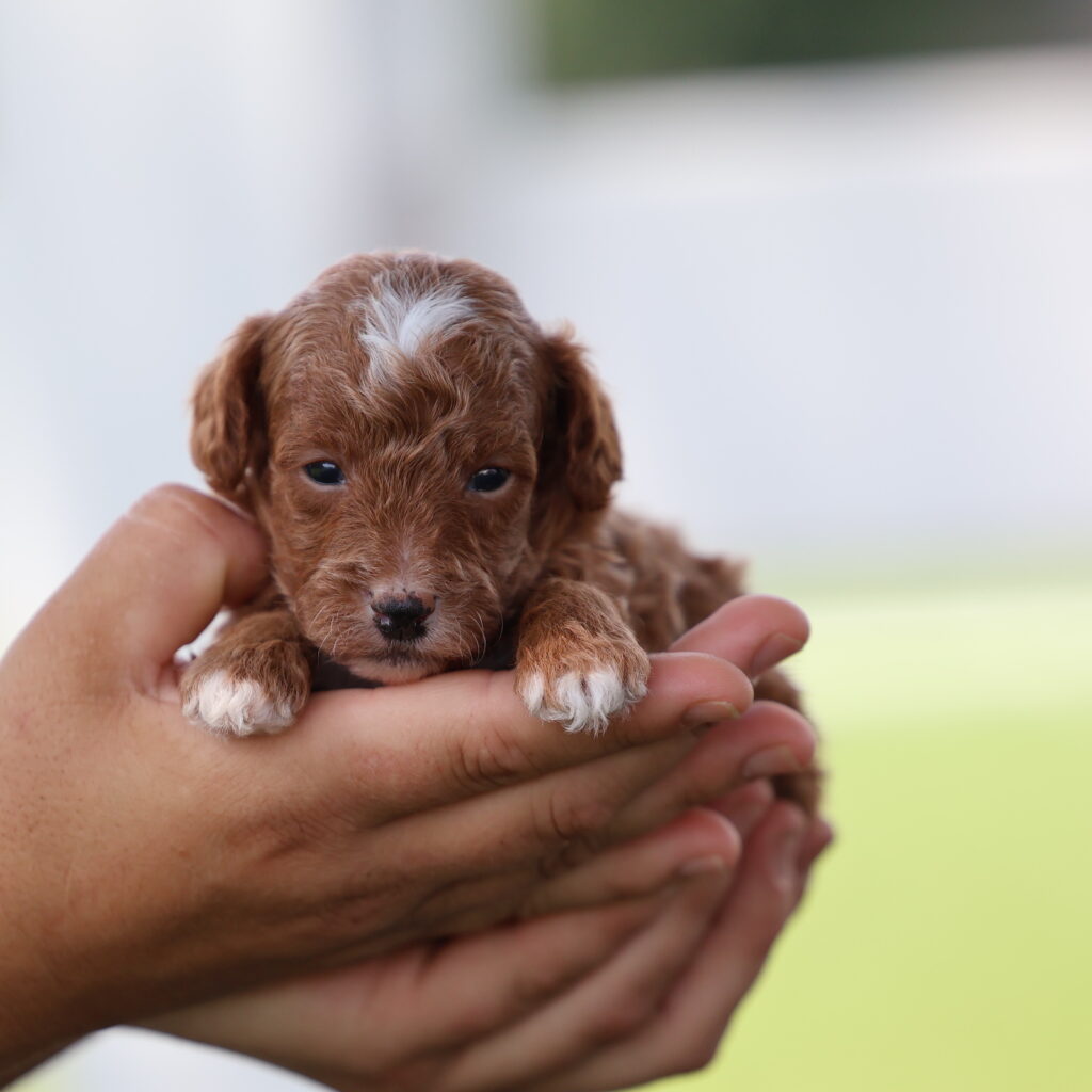 red toy poodles for sale