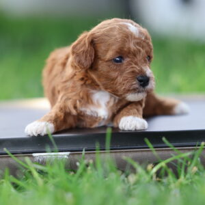 red toy poodles for sale