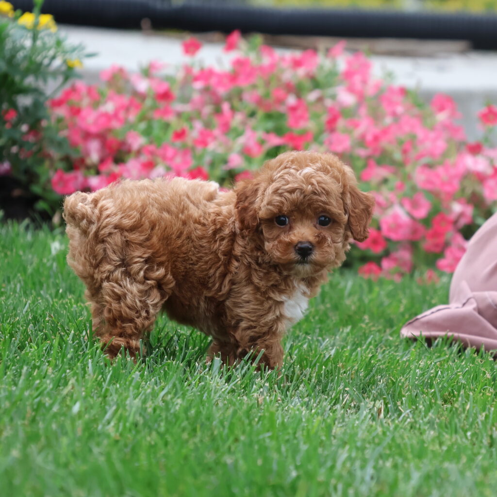 red toy poodles for sale