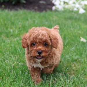 red toy poodles for sale