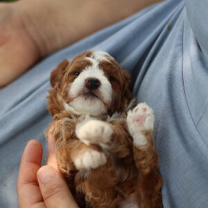 red toy poodles for sale near me