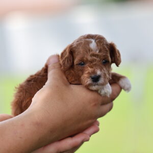 red toy poodles for sale near me