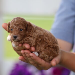 red toy poodles for sale near me