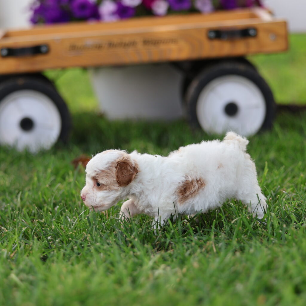 toy parti poodle
