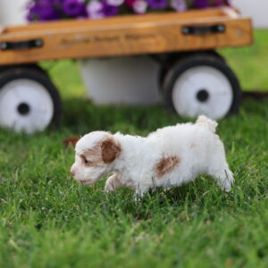 toy parti poodle