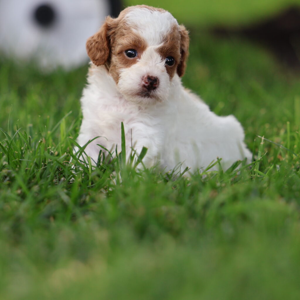 toy parti poodle