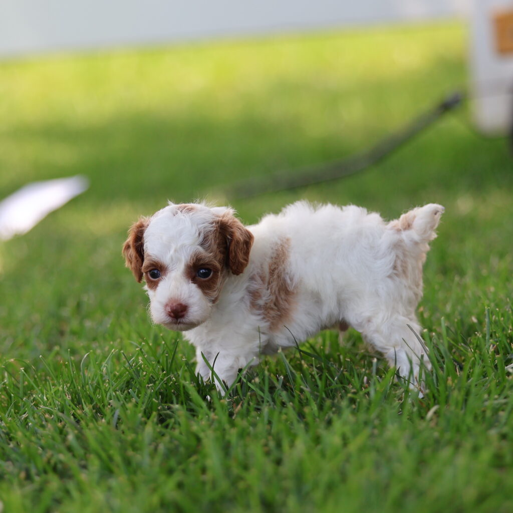 toy parti poodle