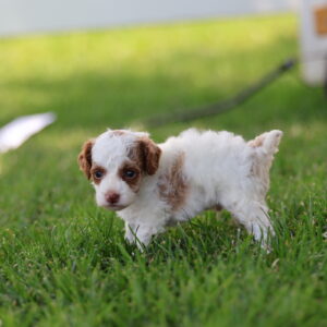 toy parti poodle