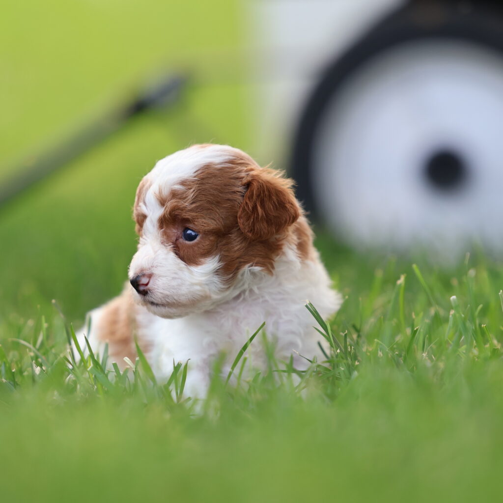 toy parti poodle