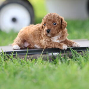 toy parti poodle