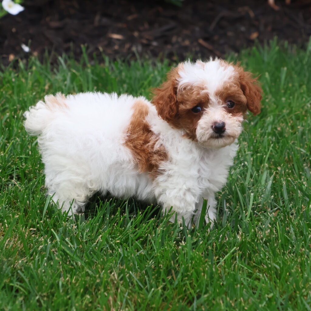 toy parti poodle