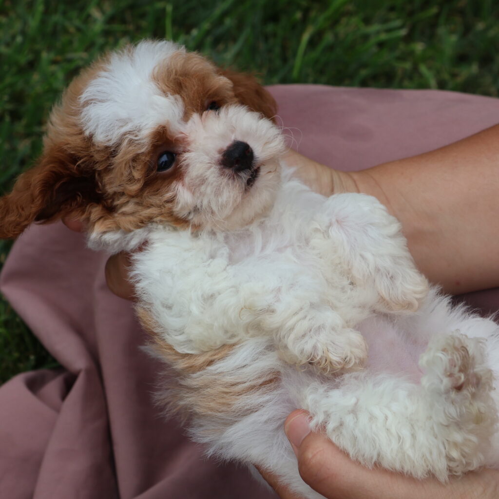 toy parti poodle