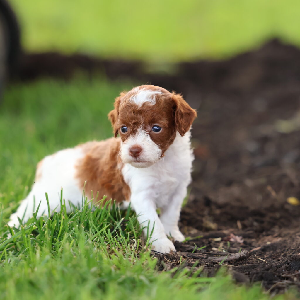 toy parti poodles for sale