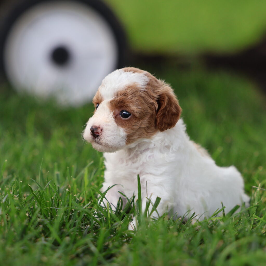 toy parti poodles for sale