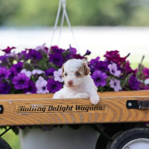 toy parti poodles for sale
