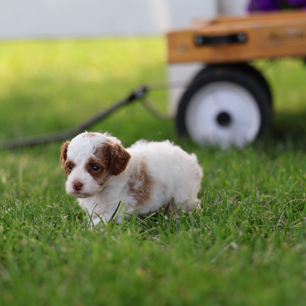 toy parti poodles for sale