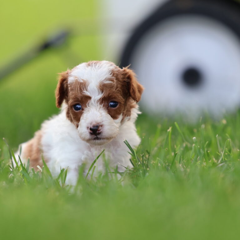 toy parti poodles for sale