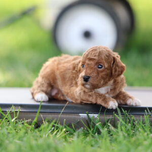 toy parti poodles for sale
