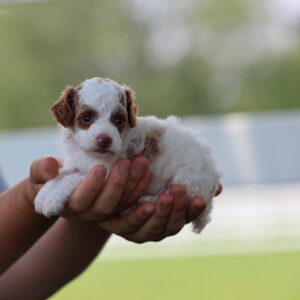 toy party poodle