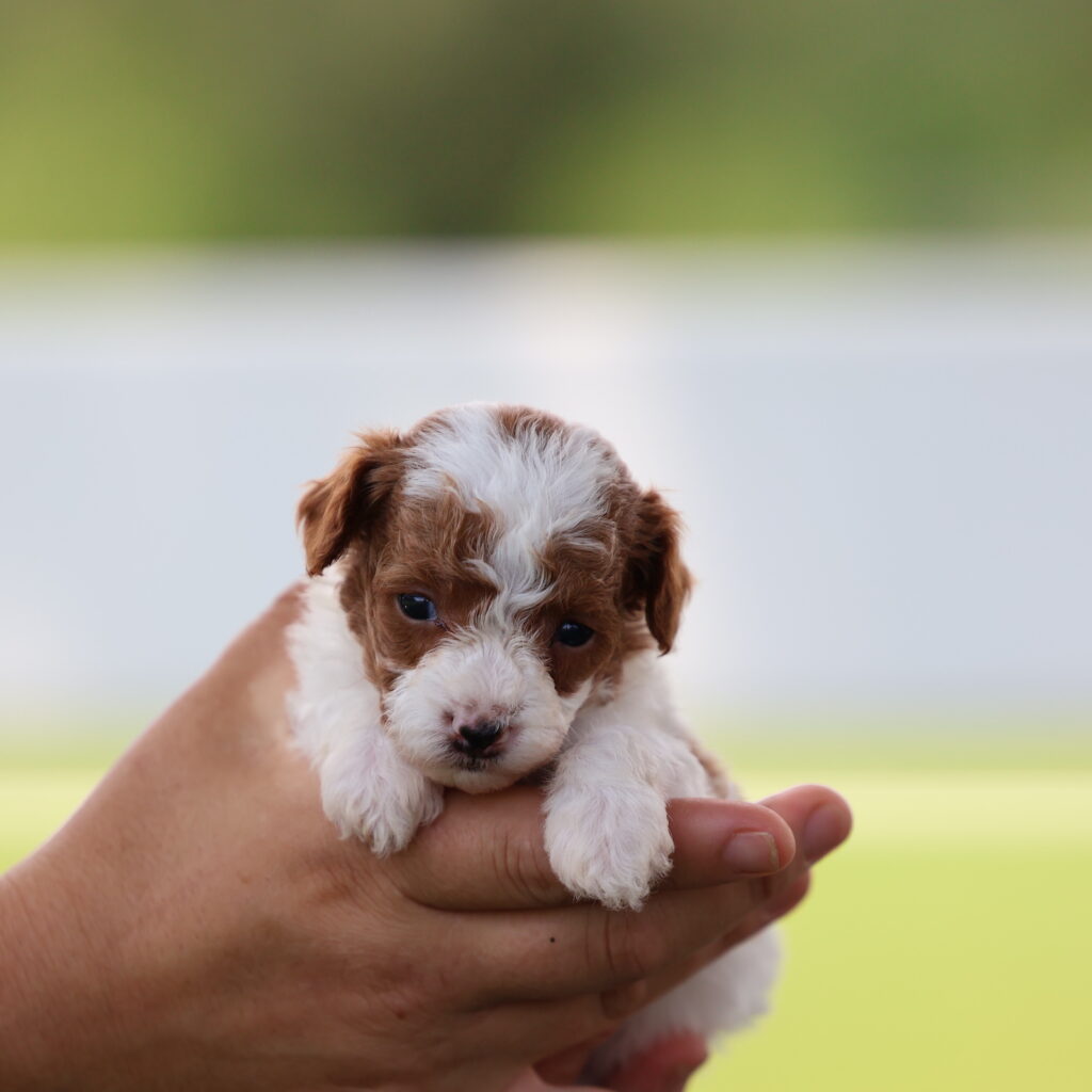 toy poodle