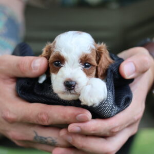 toy poodle