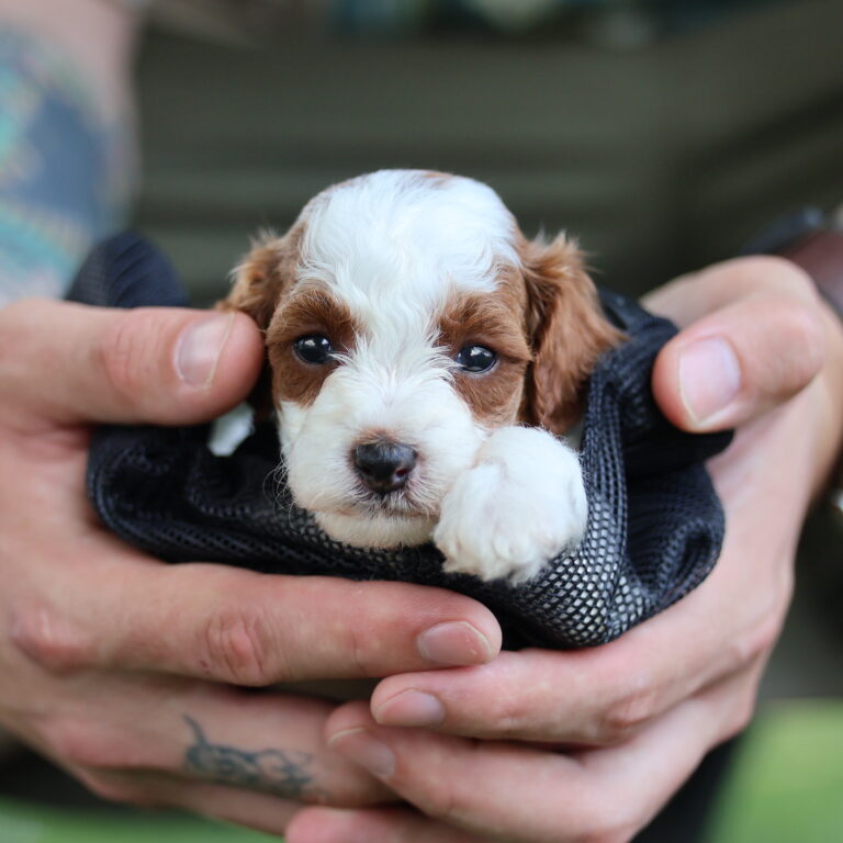 toy poodle