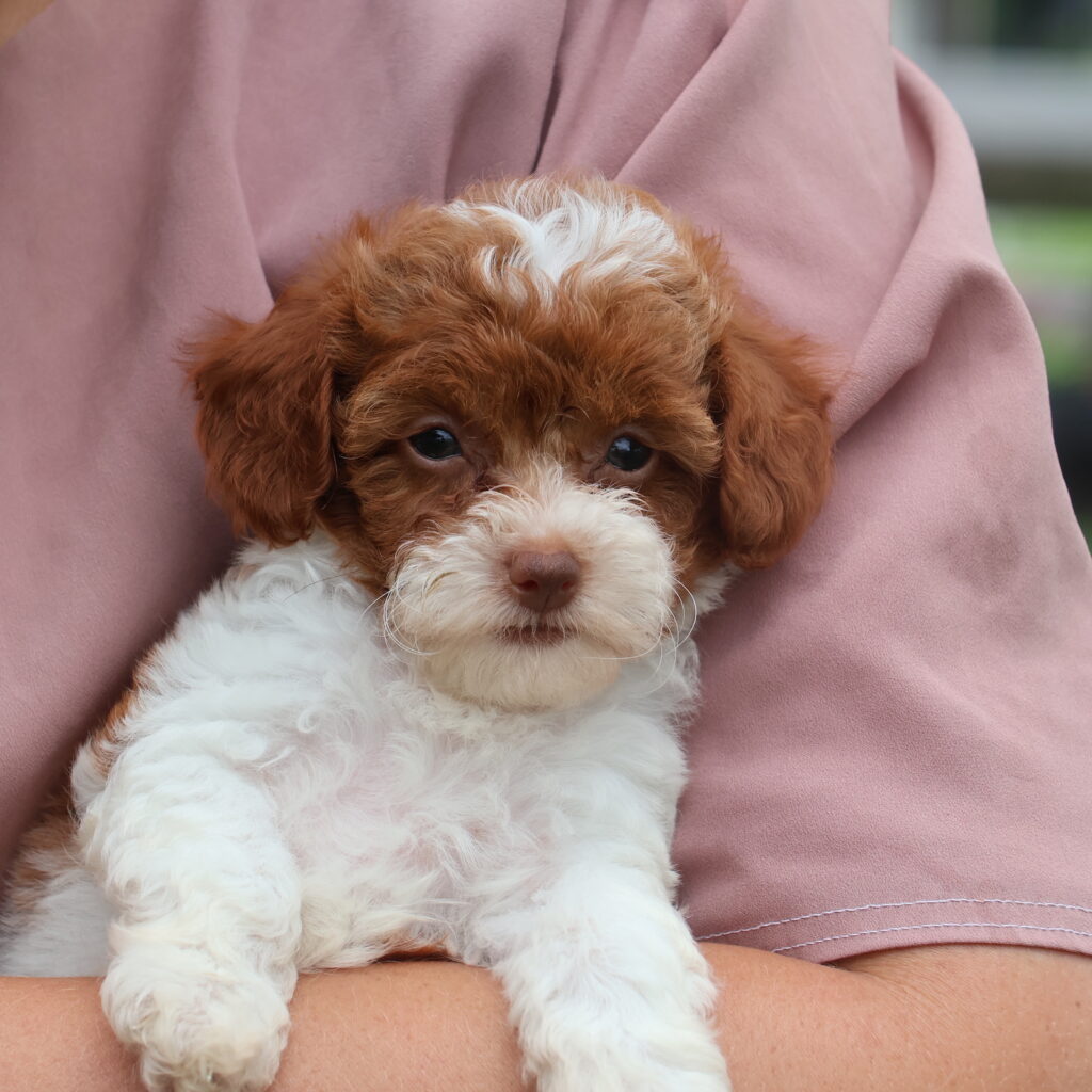 toy poodle
