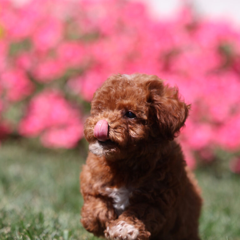 toy poodle