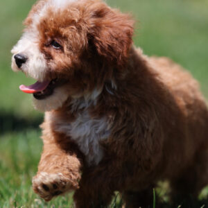 toy poodle