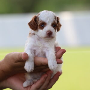 toy poodle adoption