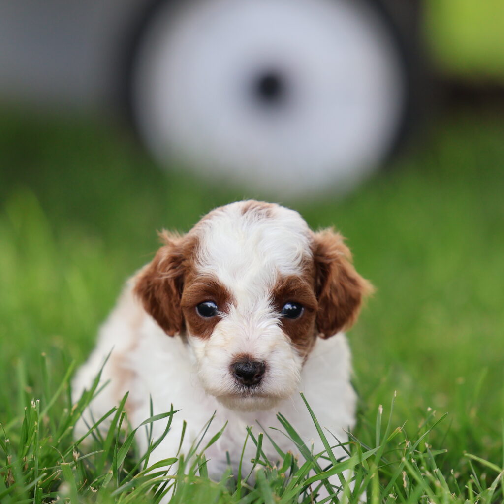 toy poodle adoption