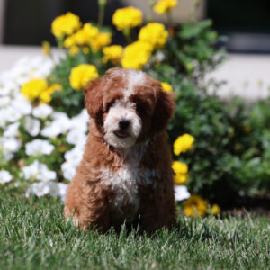 toy poodle adoption