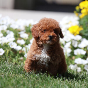 toy poodle adoption