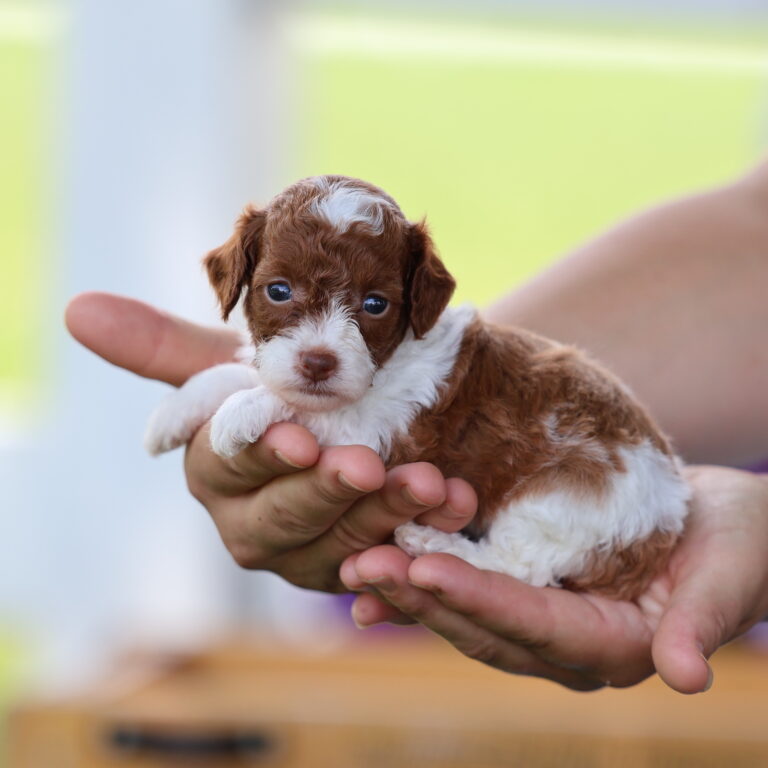 toy poodle adoption