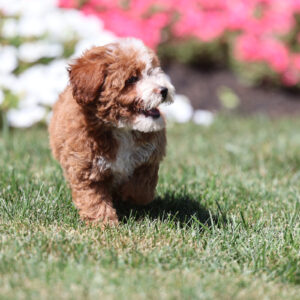 toy poodle breeders