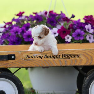 toy poodle breeders
