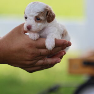toy poodle breeders near me