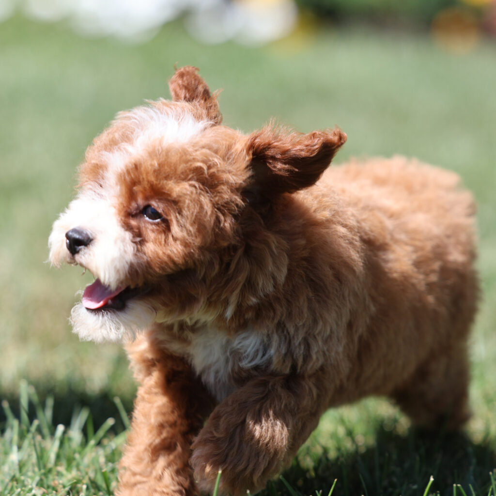 toy poodle dog