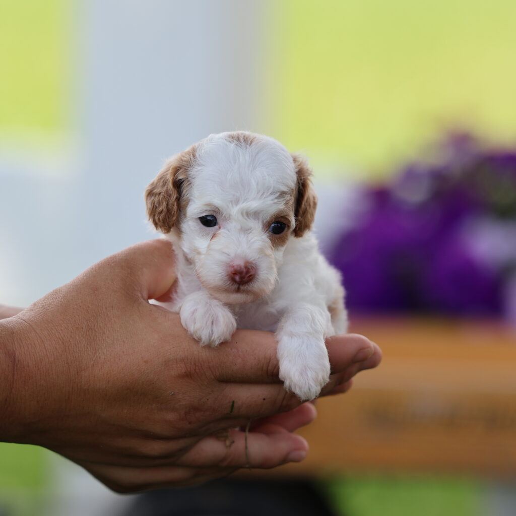 toy poodle dog for sale
