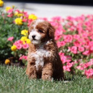 toy poodle dog for sale