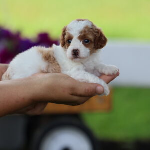 toy poodle for sale
