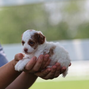 toy poodle for sale