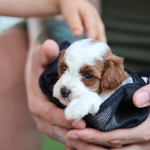 toy poodle for sale