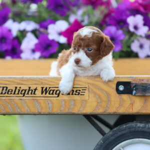 toy poodle for sale