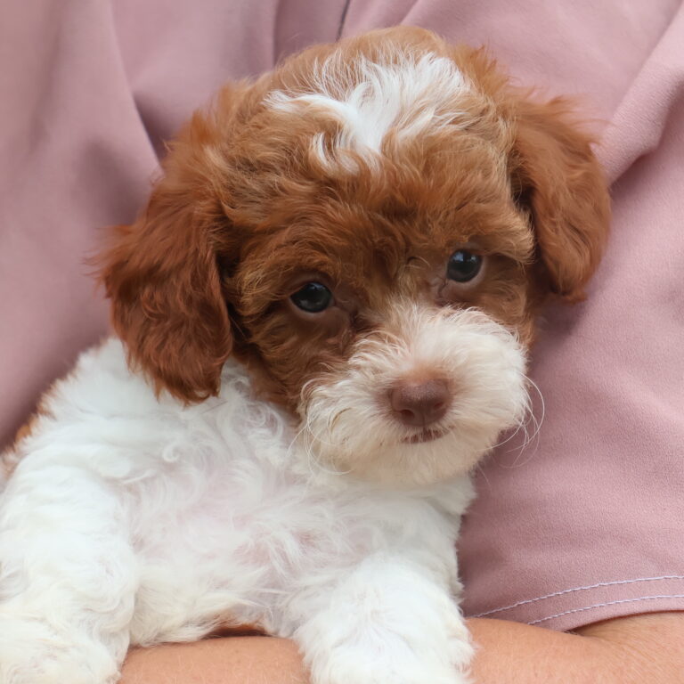 toy poodle for sale