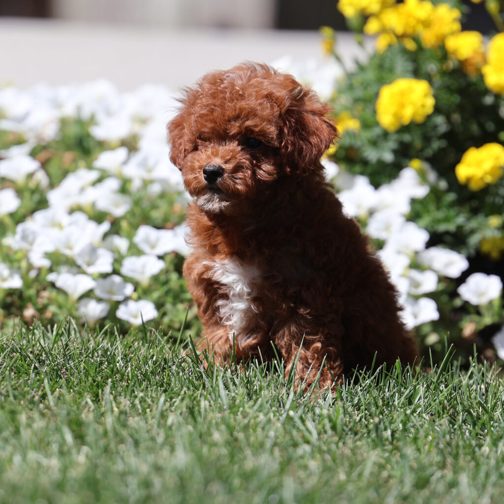toy poodle for sale